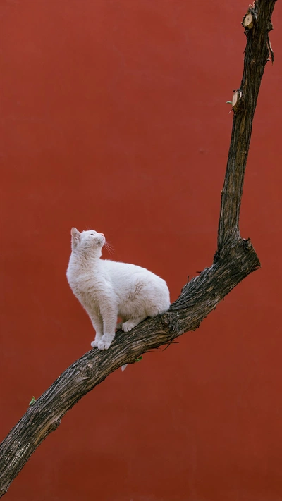 A Pinterest pin added by snotbox on Jun 21, 2024. The author is 𝚜𝚗𝚘𝚝𝚋𝚘𝚡. May present: stoat, branch, carnivore, twig, fawn.