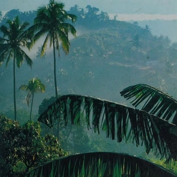 A cover of "Jungle Aesthetic" cluster. The owner is egorlem. The cluster consists of 8 elements.