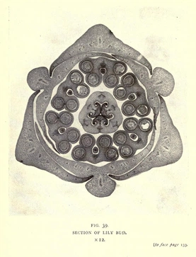 Nature Through Microscope and Camera (1909)