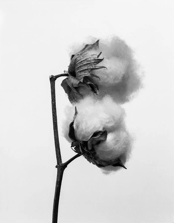 A cover of "Cottn" cluster. The owner is nafiniang. The cluster consists of 43 elements.