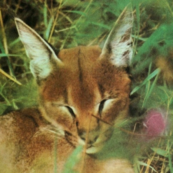 A cover of "swump" cluster. The owner is fennick. The cluster consists of 27 elements.