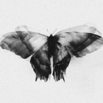 A cover of "butterflies & moths" cluster. The owner is maddiee222. The cluster consists of 40 elements.