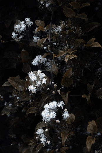 A cover of "Studies to paint" cluster. The owner is kiwico. The cluster consists of 1 element.