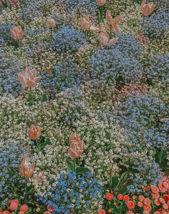 A cover of "PAINT" cluster. The owner is emclayton. The cluster consists of 2 elements.