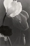 Cover of Flowers cluster