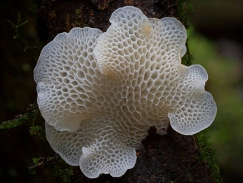 A cover of "widening" cluster. The owner is s.marginalia. The cluster consists of 37 elements.