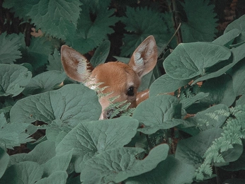 A cover of "💚" cluster. The owner is sniperspider. The cluster consists of 106 elements.