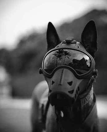 A cover of "Canines" cluster. The owner is sursiq. The cluster consists of 7 elements.