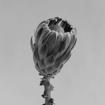 A cover of "Gardening" cluster. The owner is rs001. The cluster consists of 148 elements.