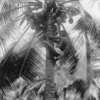 A cover of "RAICES DEL PACIFICO" cluster. The owner is saviastudio. The cluster consists of 43 elements. 2 create it.