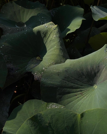 A cover of "Green" cluster. The owner is thecultofmindy. The cluster consists of 2 elements.