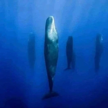 A cover of "spiritual letters" cluster. The owner is jordansambogna. The cluster description is "care to self is care to the collective:". The cluster consists of 27 elements.