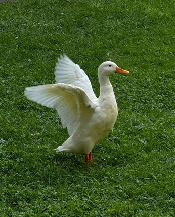 A cover of "Animals" cluster. The owner is moots. The cluster consists of 19 elements.