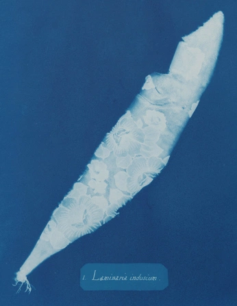 A cover of "Mandy Barker" cluster. The owner is lumigom. The cluster consists of 148 elements.