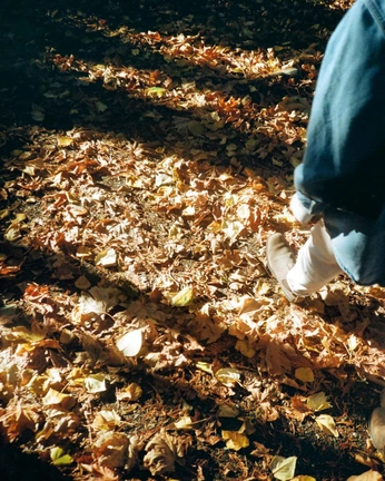 A cover of "autumn" cluster. The owner is wersoyoung. The cluster consists of 198 elements.