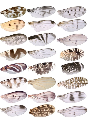 A cover of "air" cluster. The owner is ari. The cluster consists of 49 elements.