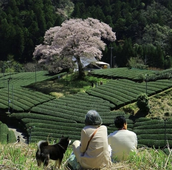 A cover of "scenery" cluster. The owner is suzco. The cluster consists of 6 elements.
