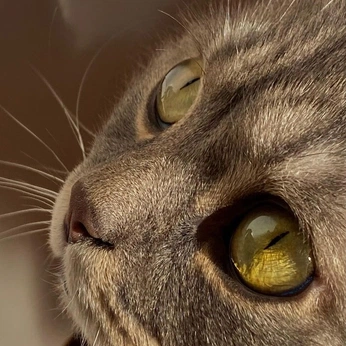 A cover of "a n i m a l s" cluster. The owner is moonpetals. The cluster consists of 33 elements.