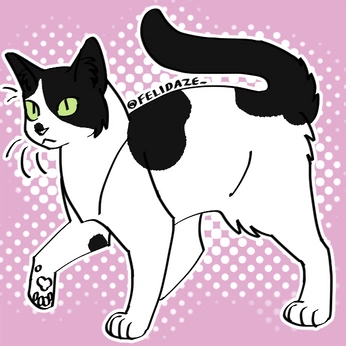 A cover of "catt bellamy <3" cluster. The owner is tarverswife. The cluster description is "my beautiful cat. i love him". The cluster consists of 32 elements.