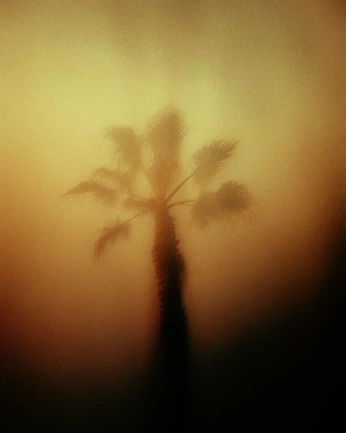 A cover of "brugal" cluster. The owner is mjgxzman. The cluster consists of 18 elements.