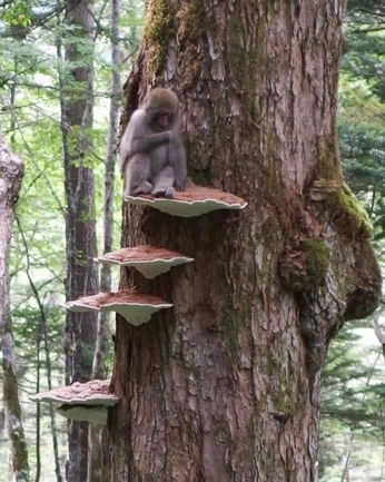 A cover of "aliveness" cluster. The owner is theportal. The cluster consists of 1 element.