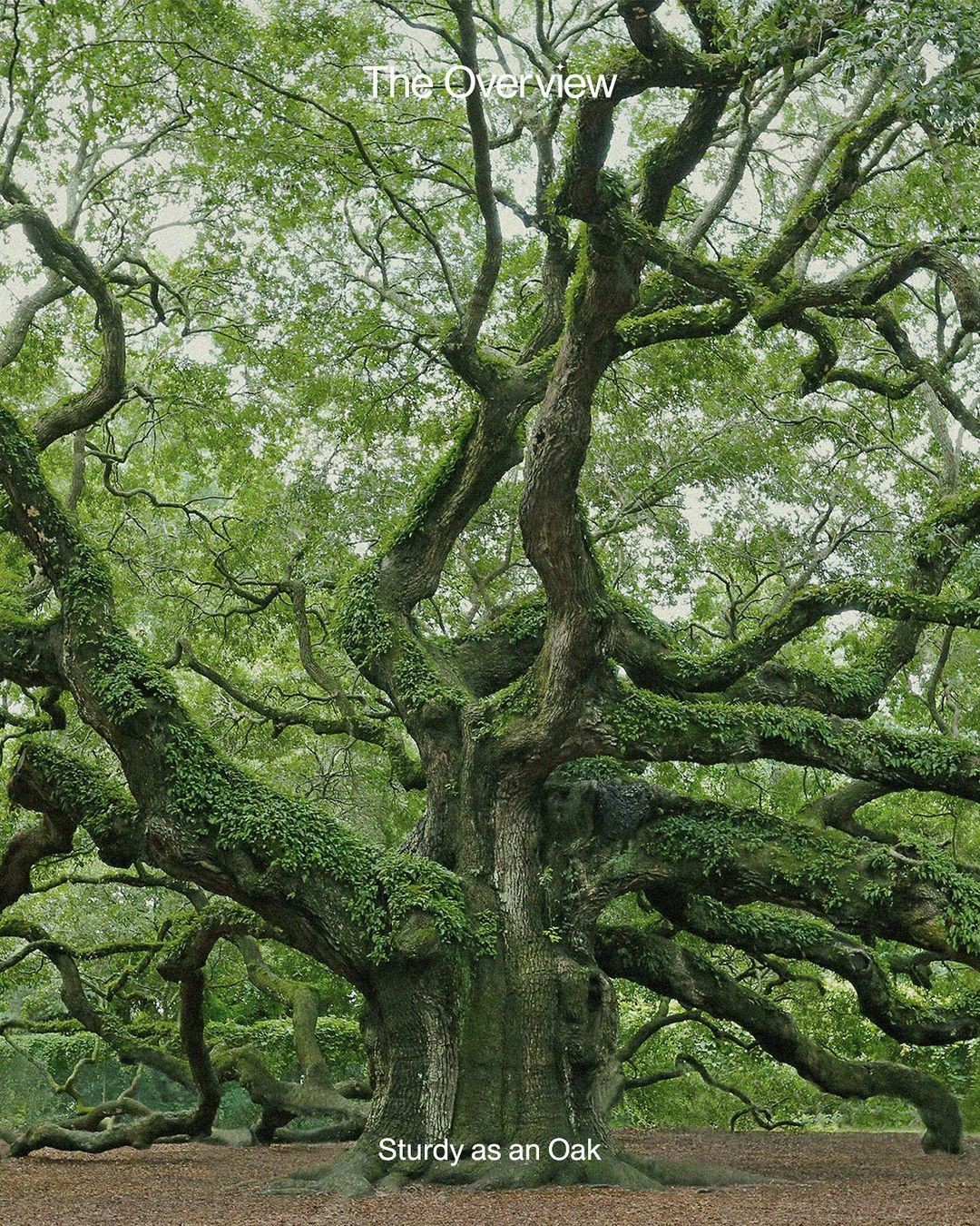 A Live Oak Tree, featured in The Overview newsletter. Photo by Daniela Duncan.