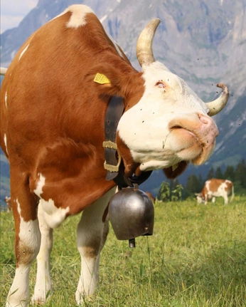 A cover of "A N I M A L Z" cluster. The owner is starclown. The cluster consists of 6 elements.