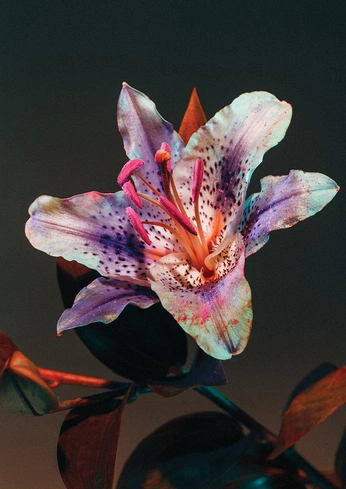 A cover of "Flowers" cluster. The owner is felipemorish. The cluster consists of 26 elements.