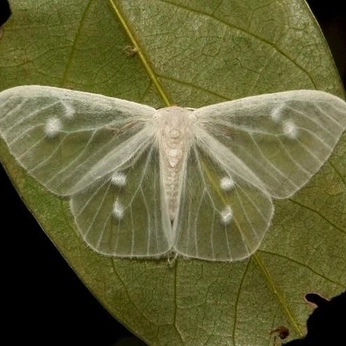 A cover of "muse" cluster. The owner is amydavidson. The cluster consists of 36 elements.