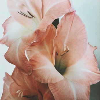 A cover of "Mood board based" cluster. The owner is julesdmasi. The cluster consists of 11 elements.