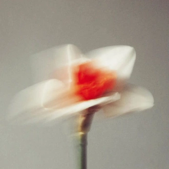 A cover of "Fotografija" cluster. The owner is lazar01. The cluster consists of 30 elements.