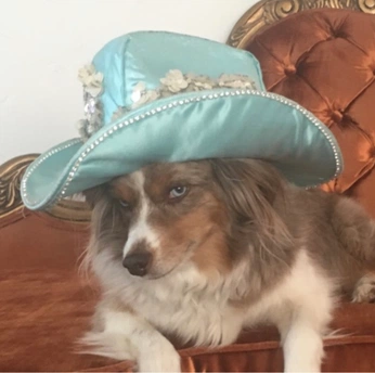 A cover of "emmi" cluster. The owner is acoyote. The cluster consists of 23 elements.