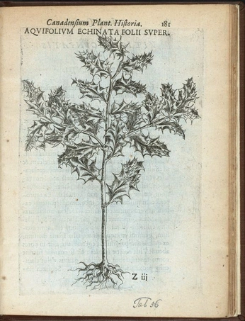 A cover of "raices" cluster. The owner is vlosada. The cluster consists of 7 elements.