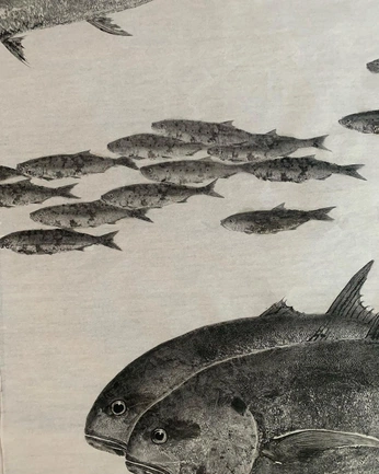 A cover of "Fish" cluster. The owner is elgerr. The cluster consists of 21 elements.