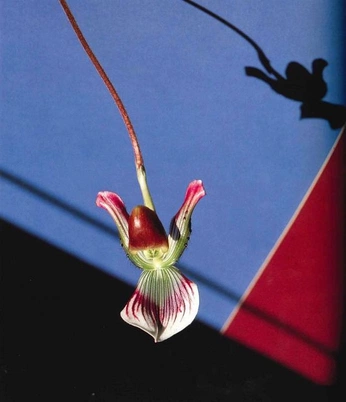 A cover of "still life" cluster. The owner is loremipsumzoe. The cluster consists of 29 elements.