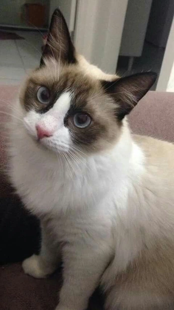 A cover of "cats" cluster. The owner is jolteon. The cluster consists of 5 elements.