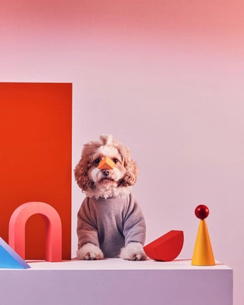 A cover of "dogs" cluster. The owner is kinoagent. The cluster consists of 7 elements.