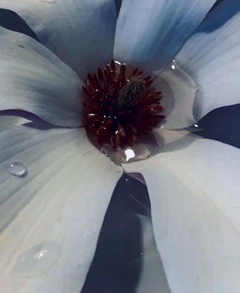 A cover of "Macro" cluster. The owner is maximoz. The cluster consists of 1 element.