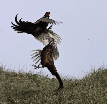 A cover of "hunt" cluster. The owner is sa34rah. The cluster consists of 1 element.