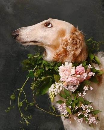 A cover of "Dogs" cluster. The owner is foxc10. The cluster consists of 2 elements.