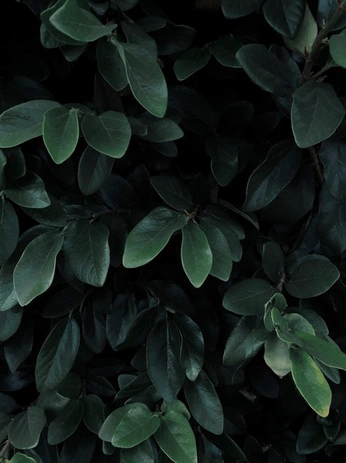 A cover of "Dusk" cluster. The owner is charlottemary. The cluster consists of 32 elements.