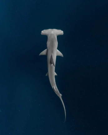 A cover of "Nature Painting Inspo" cluster. The owner is emmacorleyyy. The cluster consists of 17 elements.