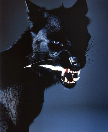 A cover of "Dog and wolf" cluster. The owner is shreyaaaaa. The cluster consists of 16 elements.