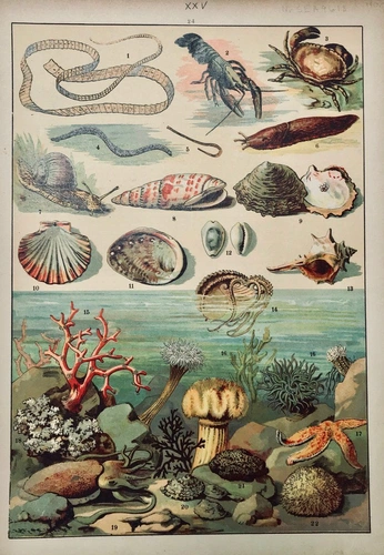 A cover of "OCEANOGRAPHY" cluster. The owner is shadesoftash. The cluster consists of 39 elements.