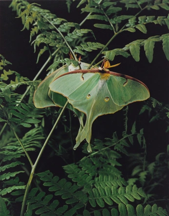 A cover of "chlorophyll" cluster. The owner is windmiller. The cluster consists of 47 elements.