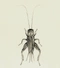 Cover of crickets cluster