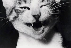 Luana Pressato avatar