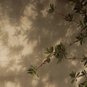 A cover of "komorebi" cluster. The owner is kepler. The cluster description is "the interplay btw light and leaves when sunlight shines through trees". The cluster consists of 41 elements.