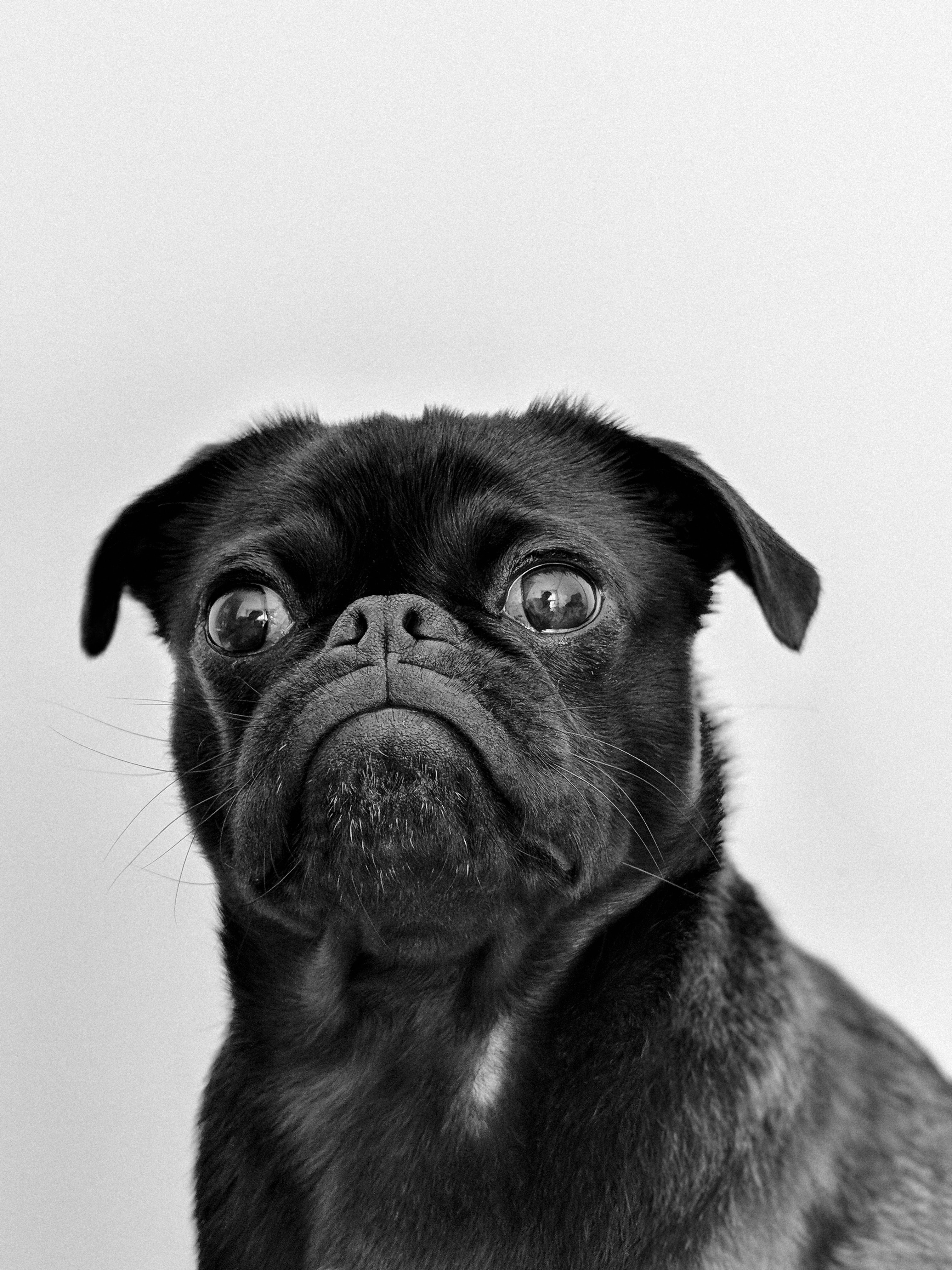 Cesar