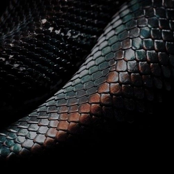 A cover of "ANIMALS & CREATURES" cluster. The owner is phi. The cluster consists of 17 elements.